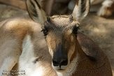 CALZ1138236 Peninsular Pronghorn / Antilocapra americana peninsularis