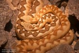 CALZ01176228 zandadder / Vipera ammodytes