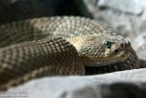 CALZ01176241 Mexicaanse ratelslang / Crotalus basiliscus