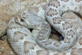 CALZ01176282 Santa Catalina ratelslang / Crotalus catalinensis