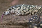 CALZ01176306 reuzenvaraan / Varanus giganteus