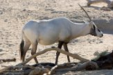 CALD01177219 Arabische oryx / Oryx leucoryx