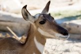 CALD01177229 Peninsular Pronghorn / Antilocapra americana peninsularis