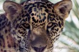 CALD01177243 jaguar / Panthera onca
