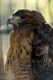 CALD01177268 roodstaartbuizerd / Buteo jamaicensis