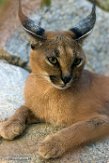 CALD01177291 caracal / Caracal caracal