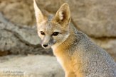 CALD01177406 grootoorkitvos / Vulpes macrotis