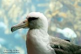 CAMA1137218 laysan albatros / Phoebastri immutabilis