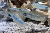 CAMA01175827 Sepioteuthis lessoniana (bigfin reef squid)