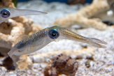 CAMA01175831 Sepioteuthis lessoniana (bigfin reef squid)