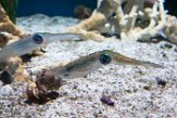 CAMA01175832 Sepioteuthis lessoniana (bigfin reef squid)