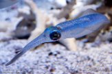 CAMA01175840 Sepioteuthis lessoniana (bigfin reef squid)