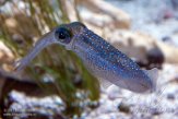 CAMA01175843 Sepioteuthis lessoniana (bigfin reef squid)