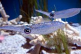 CAMA01175845 Sepioteuthis lessoniana (bigfin reef squid)