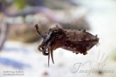 CAMA01175892 Sepia bandensis (dwarf cuttlefish)