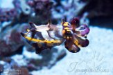 CAMA01175901 Metasepia pfefferi (flamboyant cuttlefish)