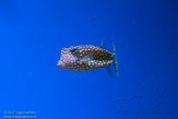 CAMA01175940 Ostracion meleagris (White-spotted boxfish)