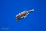 CAMA01175942 Ostracion meleagris (White-spotted boxfish)