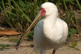 CAOZ01177569 Afrikaanse lepelaar / Platalea alba