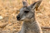 CAOZ01177604 wallaroe / Macropus robustus