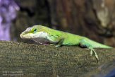 CAOZ01177618 roodkeelanolis / Anolis carolinensis