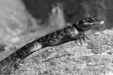 CAOZ01177625 woestijnstekelleguaan / Sceloporus magister