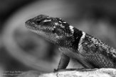 CAOZ01177629 woestijnstekelleguaan / Sceloporus magister