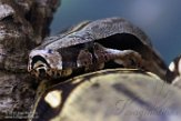 CAOZ01177636 boa constrictor / Boa constrictor