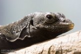 CAOZ01177643 zwarte boomvaraan / Varanus beccarii