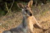 CAOZ01177671 wallaroe / Macropus robustus