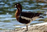 CASZ1137677 roodhalsgans / Branta ruficollis