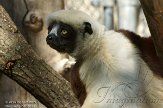 CASZ1137703 Coquerels sifaka / Propithecus coquereli