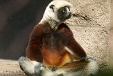 CASZ1137706 Coquerels sifaka / Propithecus coquereli