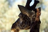 CASZ1137722 Masaigiraf / Giraffa camelopardalis tippelskirchi