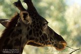 CASZ1137724 Masaigiraf / Giraffa camelopardalis tippelskirchi