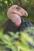 CASS1139064 Californische condor / Gymnogyps californianus