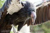 CASS1139072 Californische condor / Gymnogyps californianus