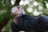 CASS1139078 Californische condor / Gymnogyps californianus