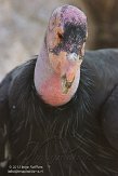 CASS1139086 Californische condor / Gymnogyps californianus