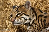 CASS1139100 ocelot / Leopardus pardalis