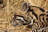 CASS1139104 ocelot / Leopardus pardalis