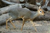 CASS1139116 Cavendish's dik-dik / Madoqua kirkii cavendishi