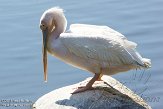 CASS1139154 Amerikaanse witte pelikaan / Pelecanus erythrorhynchos