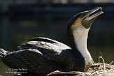 CASS1139159 witborstaalscholver / Phalacrocorax lucidus