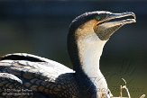 CASS1139160 witborstaalscholver / Phalacrocorax lucidus