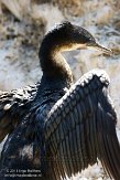 CASS1139164 witborstaalscholver / Phalacrocorax lucidus