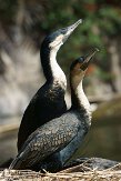 CASS1139176 witborstaalscholver / Phalacrocorax lucidus