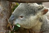 CASD1138504 Queensland koala / Phascolarctos cinereus adustus