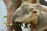 CASD1138507 Queensland koala / Phascolarctos cinereus adustus