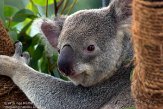 CASD1138513 Queensland koala / Phascolarctos cinereus adustus